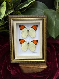 GREAT ORANGE TIP BUTTERFLIES 