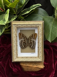 GOLD ORNATE OWL BUTTERFLY