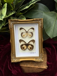 BRUSH-FOOTED BUTTERFLY