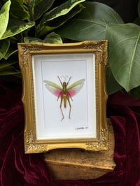 GOLD ORNATE FRAMEDPINK GRASSHOPPER