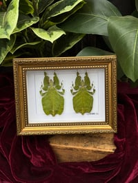 GOLD FRAMED LEAF INSECT DUO