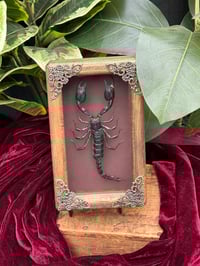 HANDCRAFTED WOODEN - FOREST SCOPRION 