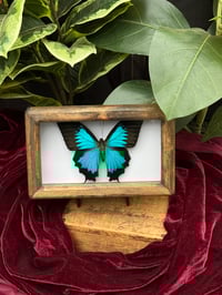 HANDCRAFTED WOODEN - BLUE EMPEROR