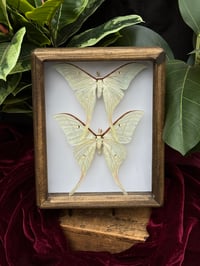 HANDCRAFTED WOODEN - LUNA MOTH DUO