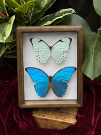 HANDCRAFTED WOODEN - MORPHO DUO