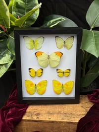 YELLOW BUTTERFLY MASHUP