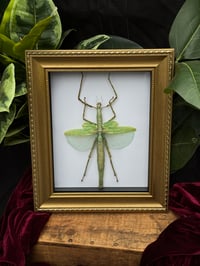 GOLD ORNATE FRAMED STICK INSECT