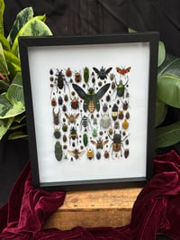 Image 1 of BEETLE BOX - ISPY