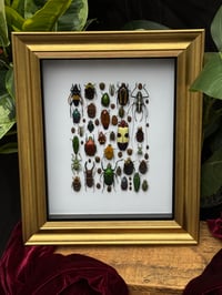 Image 1 of GOLD FRAMED BEETLE BOX - ISPY