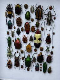 Image 2 of GOLD FRAMED BEETLE BOX - ISPY