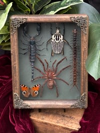 HANDCRAFTED WOODEN - CREEPY CRAWLIES