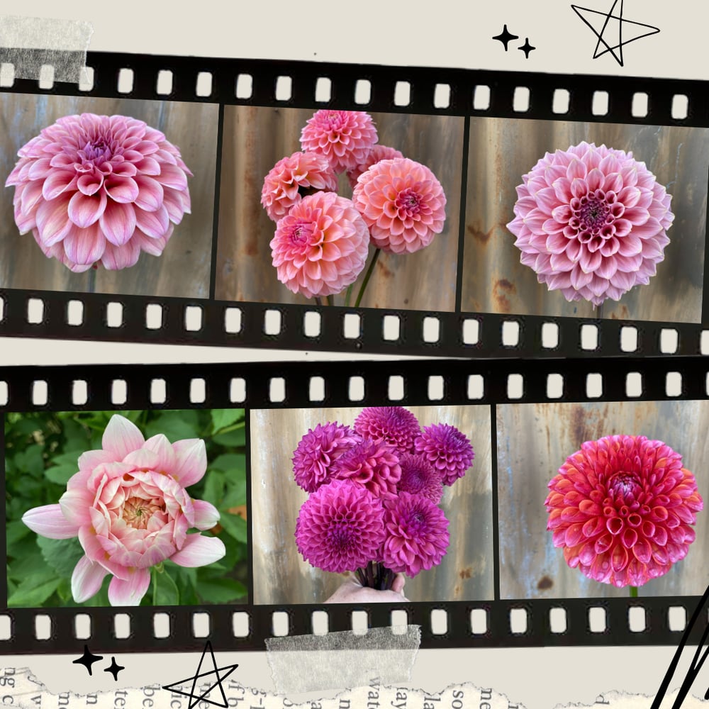 Image of Dahlia Tubers - Pack A