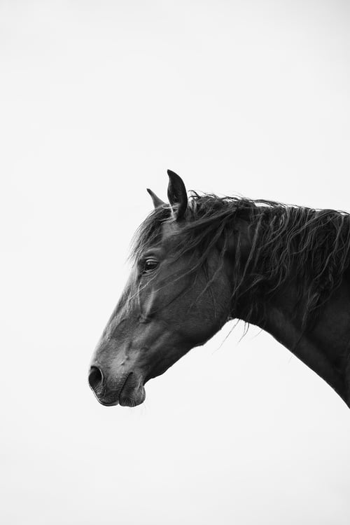 Image of 2026 Calico Pony Calendar Pre-Order