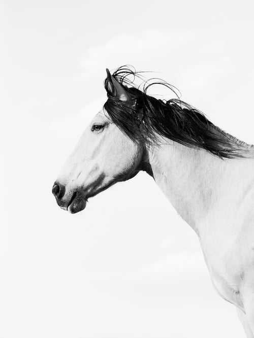 Image of 2026 Calico Pony Calendar Pre-Order