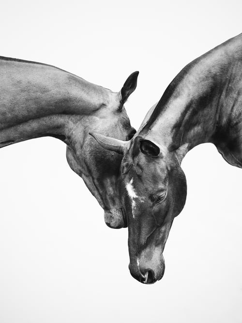 Image of 2026 Calico Pony Calendar Pre-Order