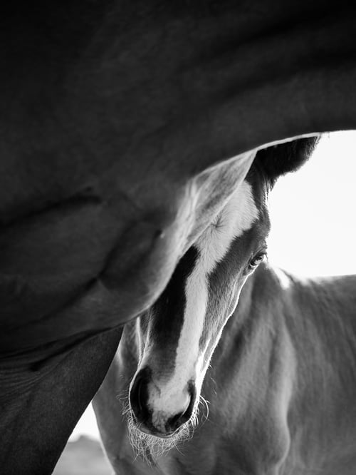 Image of 2026 Calico Pony Calendar Pre-Order