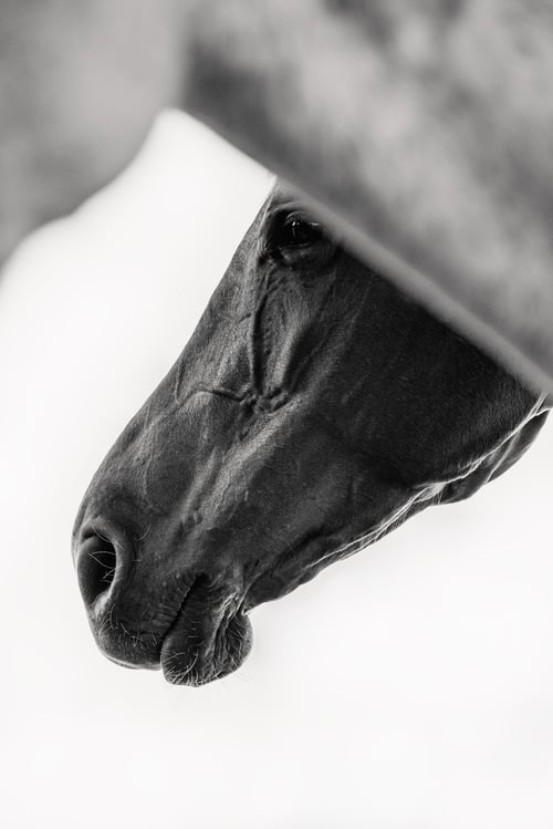 Image of 2026 Calico Pony Calendar Pre-Order