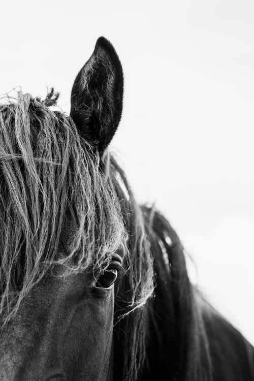 Image of 2026 Calico Pony Calendar Pre-Order