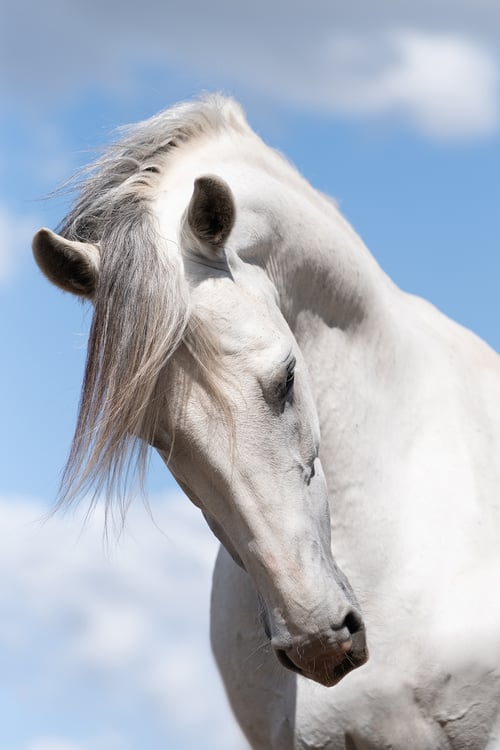 Image of 2026 Calico Pony Calendar Pre-Order