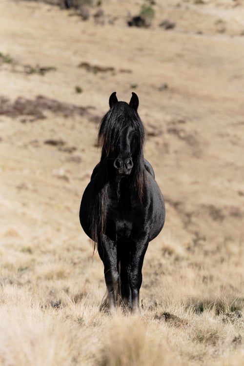 Image of 2026 Calico Pony Calendar Pre-Order