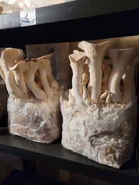 King Oyster Mushroom grow at-home kit 