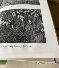 Image 3 of Wild Flowers in Britain Robert Gathorne-Hardy