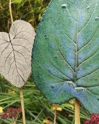 Image 4 of FEUILLE DE JARDIN