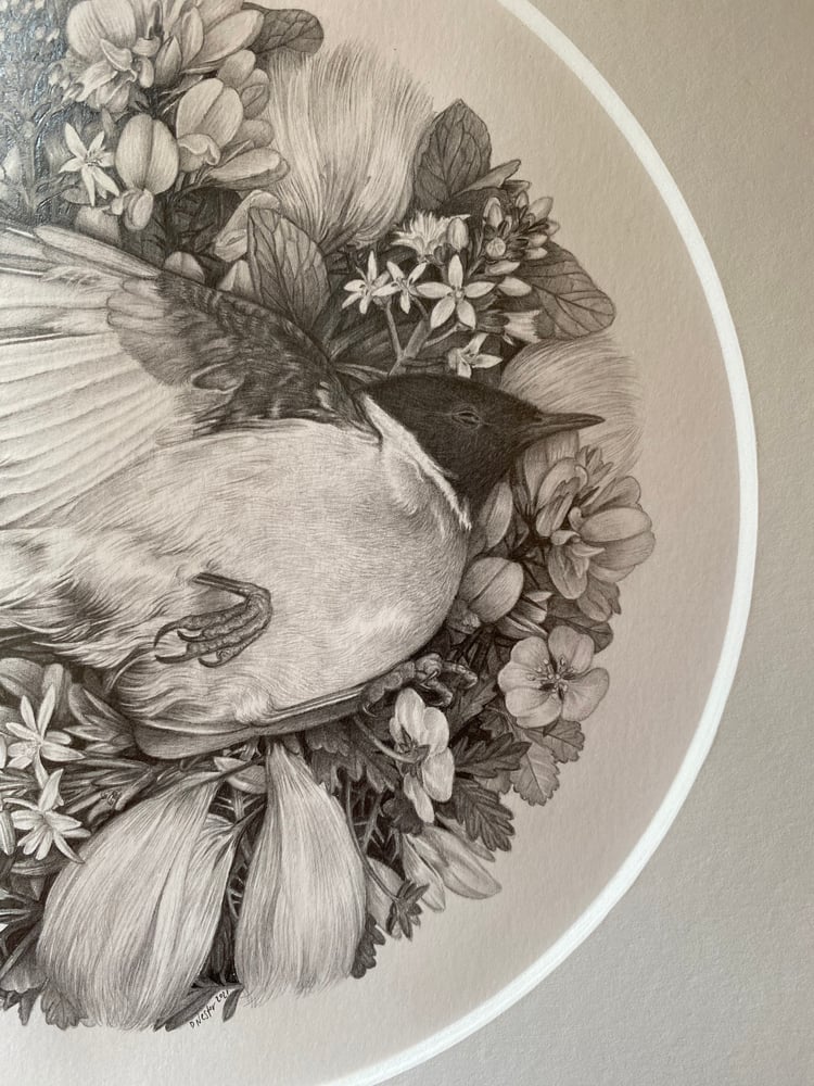 Image of In the Cottongrass