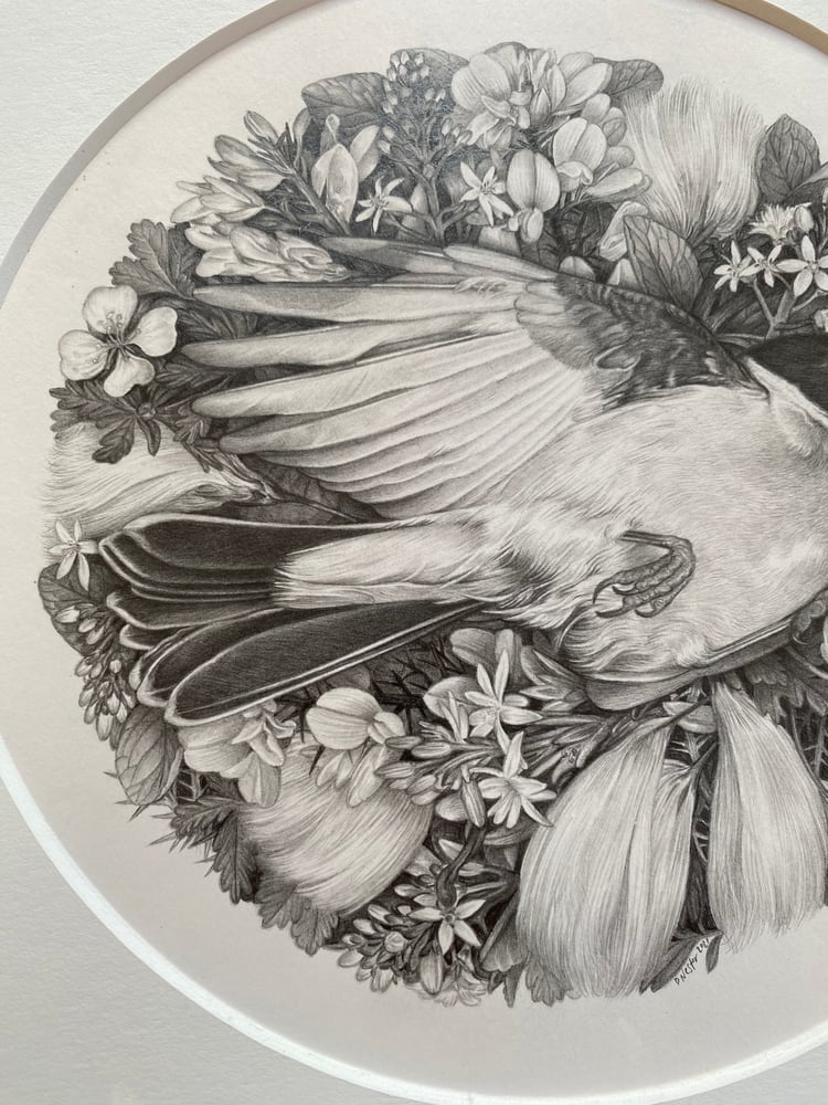 Image of In the Cottongrass