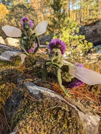 Image 2 of Thistlebug