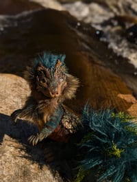 Image 2 of Hornwortle