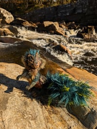 Image 5 of Hornwortle