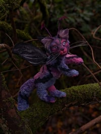 Image 2 of Felaestis