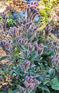 Image 1 of Shade Phacelia : Phacelia nemoralis