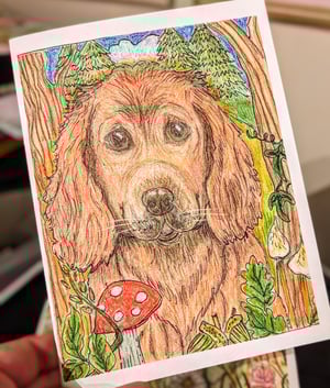 Image of All sorts of dogs