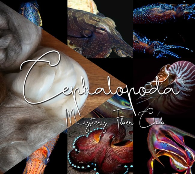 Cephalopoda - Mystery Fiber Braid Club