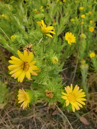 Willamette Valley Gumweed : Grindelia integrifolia