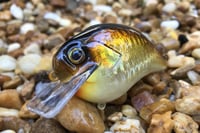 Image 1 of Custom Airbrushed S-CRANK 1.5 Squarebill Crankbait  804