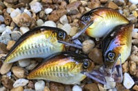 Image 9 of Custom Airbrushed S-CRANK 1.5 Squarebill Crankbait  804