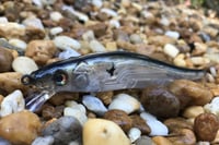 Image 4 of  Custom Airbrushed Jerkbait TA 110 0894