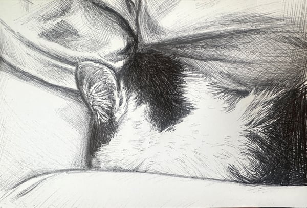 Image of Feline Fine