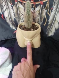 Image 1 of Old Man Cactus in a Hootis Pot