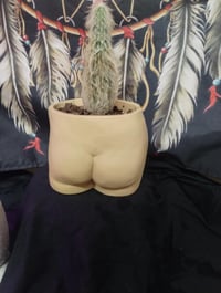 Image 2 of Old Man Cactus in a Hootis Pot