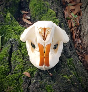 Image of Beaver Skull