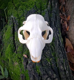 Image of Beaver Skull