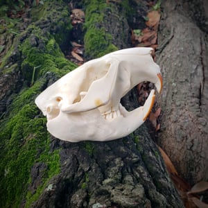 Image of Beaver Skull
