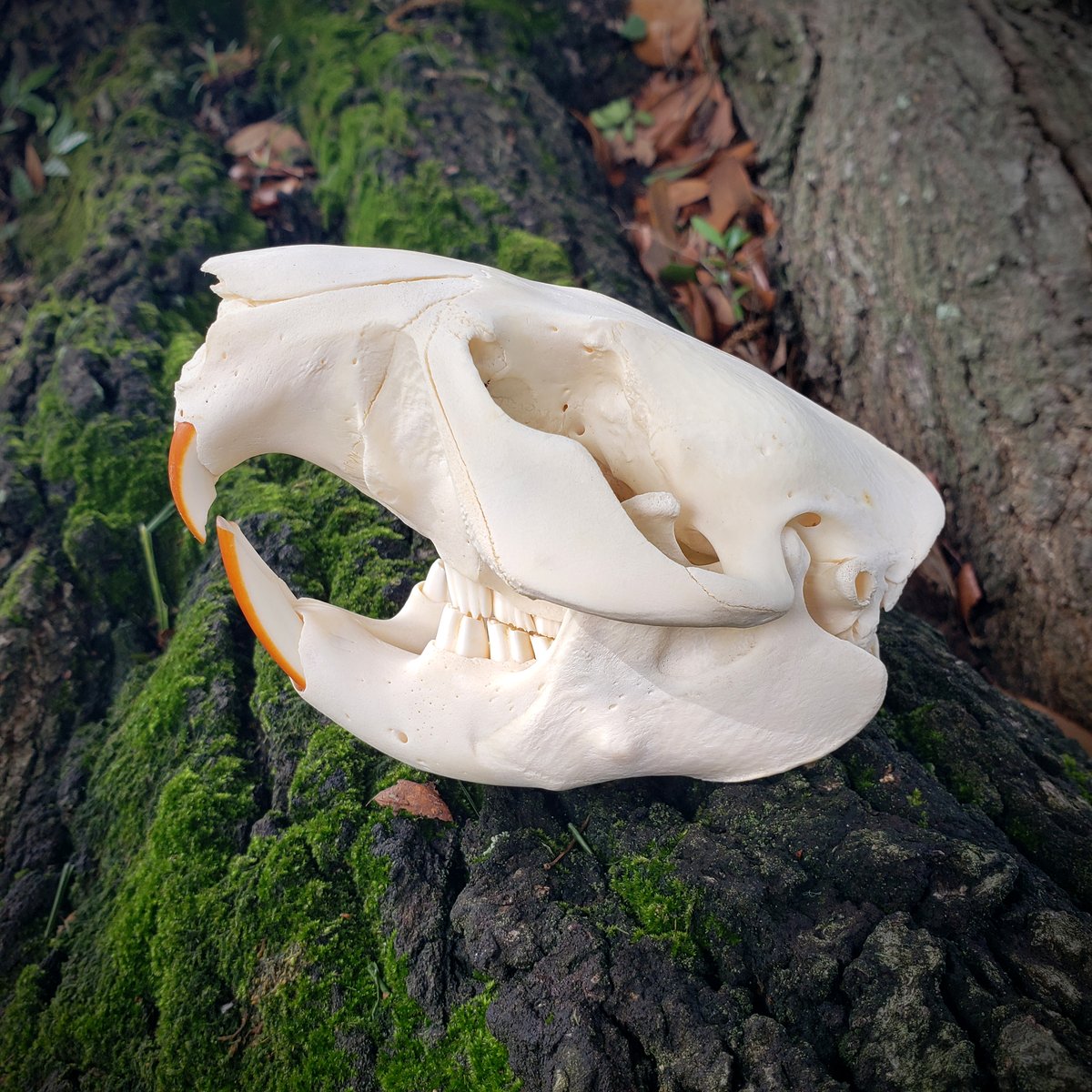 Image of Beaver Skull