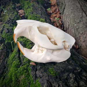 Image of Beaver Skull