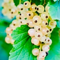 Image 2 of Currant Mood