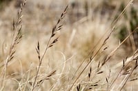 Image 2 of Roemer's Fescue : Festuca idahoensis ssp roemeri